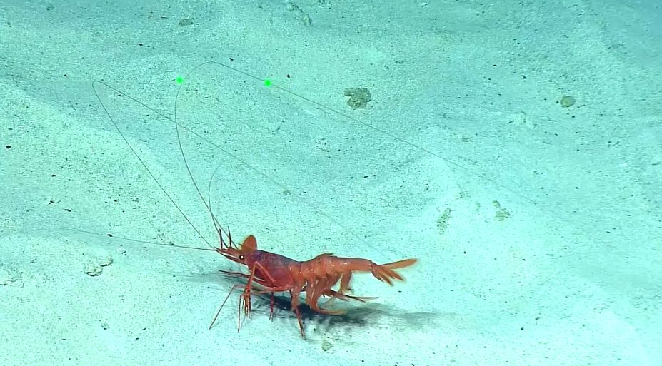 Креветки: загадочные обитатели океанов и их удивительные факты