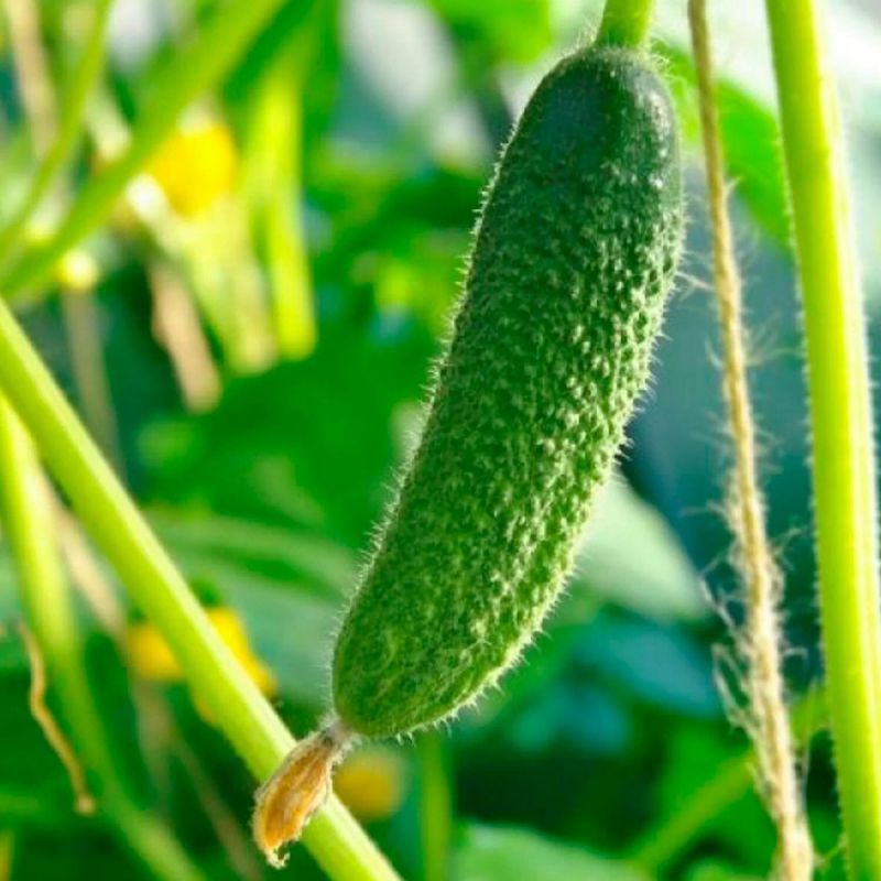 Огурцы, которые радуют урожаем до поздней осени