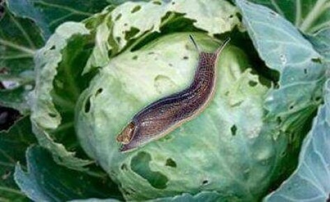 ��� ���������� �� ������� �� �������?