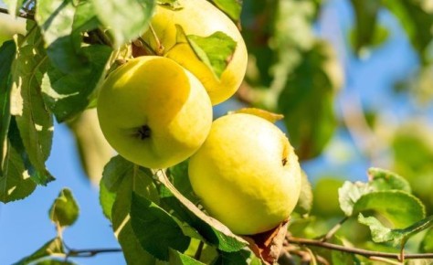 ����������� ��������: ������� ����� ������ ����� � ����