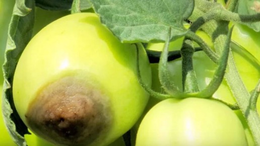 ��� ���������� ���������� � ��������� ������ ������� �� ��� ���: ������ ��������