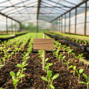 ��� ������ ������������ ������� � �������� ��������: ������� ��������� �����������