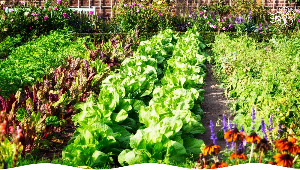 Как максимально эффективно использовать огород: секреты успешного планирования посадок