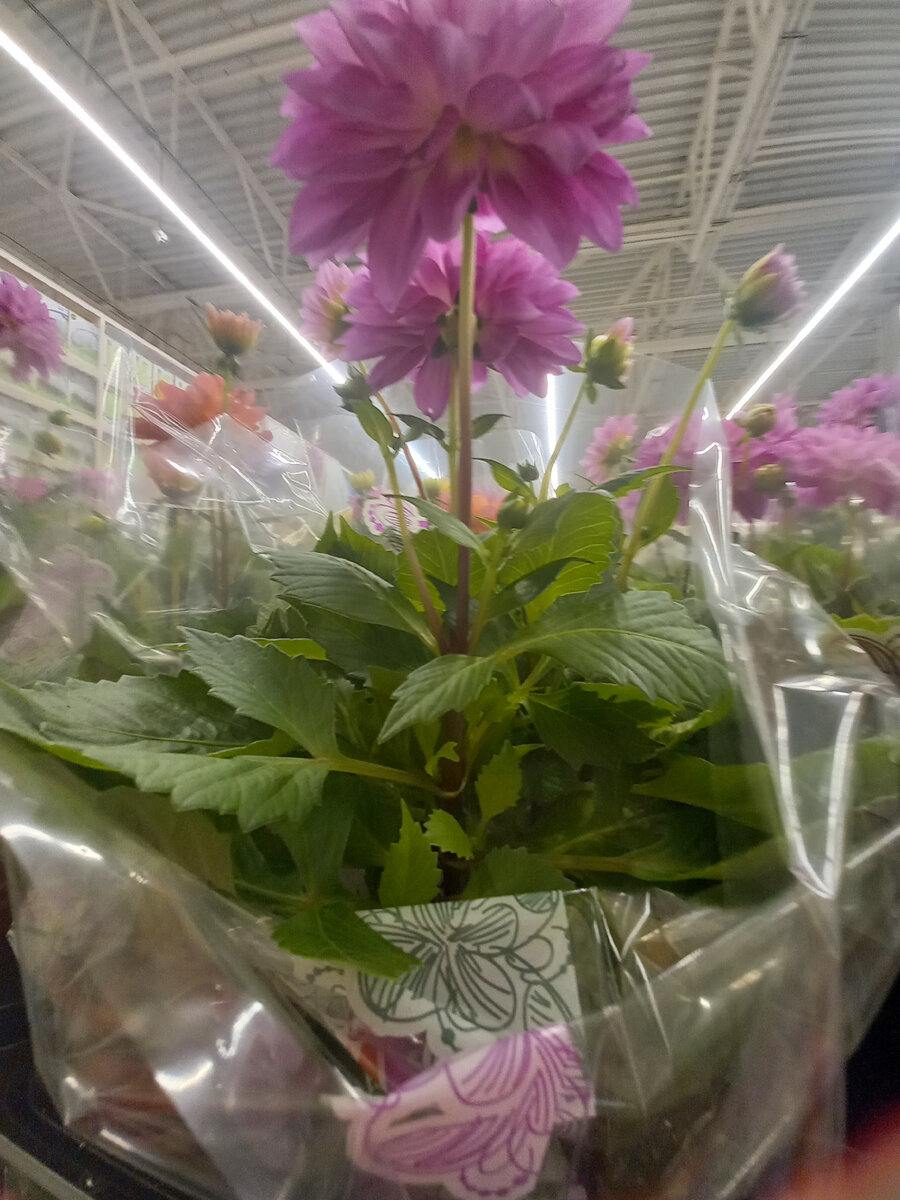 Как из одного георгина создать цветущий рай: секреты успешного выращивания