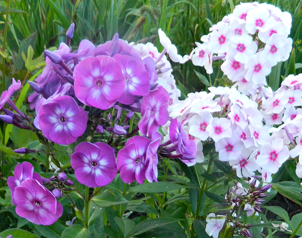 Мучнистая роса на флоксах: выявление, лечение и профилактика