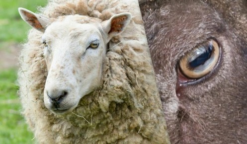 ���������� ����� ����: ��� ����� ������� �������� ��������� �� ��������