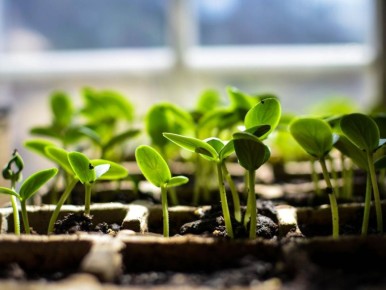 Лавровый лист: секреты мощной рассады для огородников