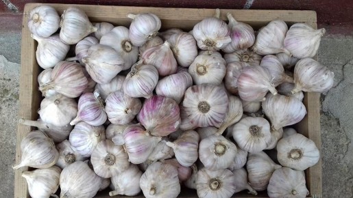 Тайны успешного выращивания чеснока: как получить крупный урожай