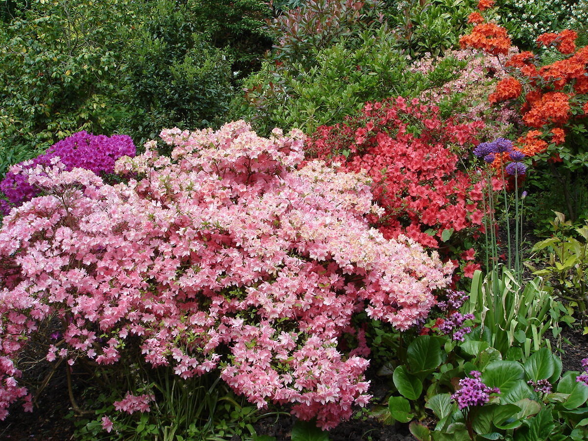 Как вставить рододендроны в сад так, чтобы они радовали круглый год