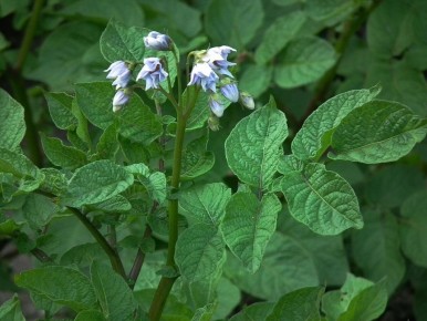 Как вырастить картофель без навоза: секреты успешного урожая