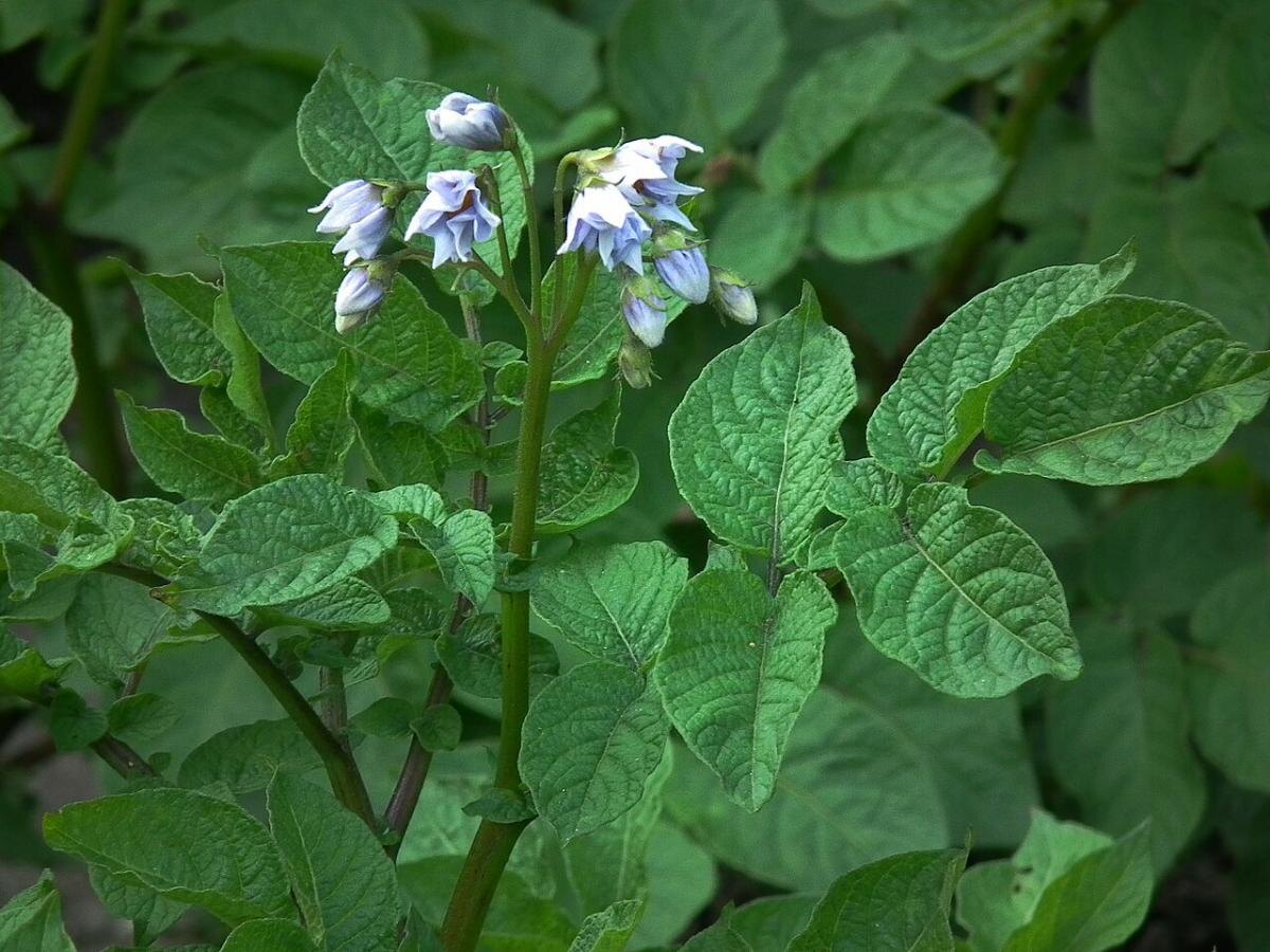 Как вырастить картофель без навоза: секреты успешного урожая