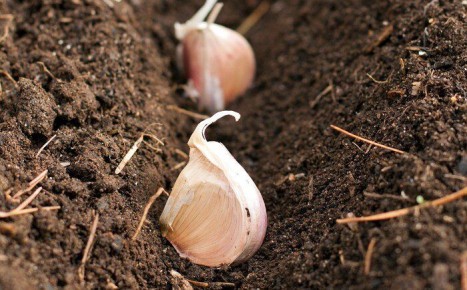 Стоит ли укрывать озимый чеснок на зиму? Узнайте причины и практические советы