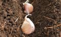 Стоит ли укрывать озимый чеснок на зиму? Узнайте причины и практические советы