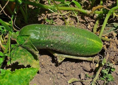 ������� ���������� ������� ������� � �������