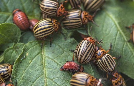 Когда природные методы — это путь к огню: неудачная борьба с колорадскими жуками