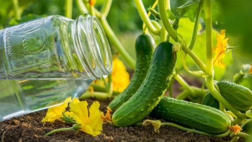 Как продлить урожай огурцов до осенних заморозков: секреты успешной подкормки