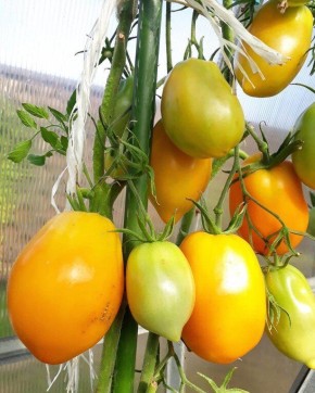 ��� ������������ �������: �������� ������ ����� ��� ������ �������