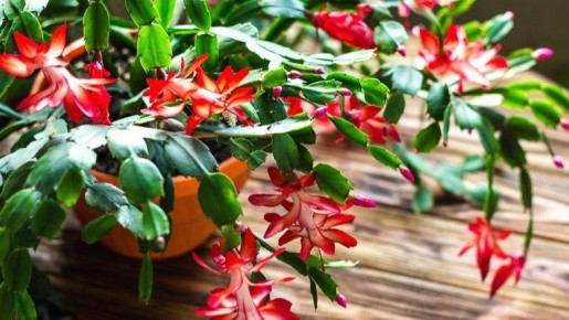 Как декабрист снова зацвел: простые процедуры, которые изменили всё