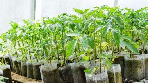 Как финский метод полива изменил подход к выращиванию рассады томатов