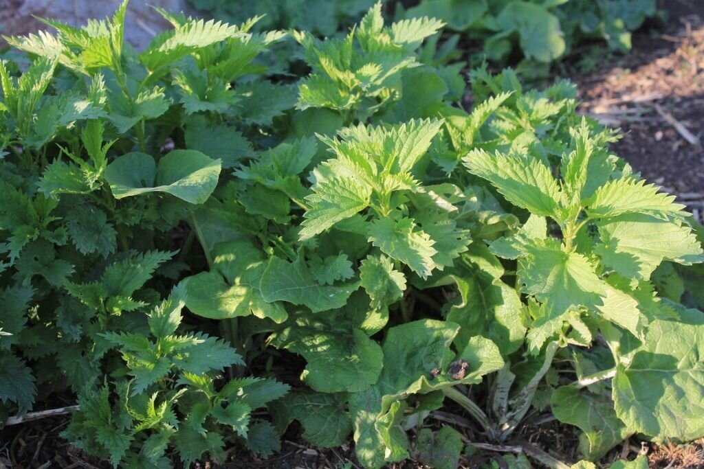 Крапива: неожиданный помощник как на даче, так и в вашей тарелке