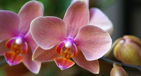Как создать уют для орхидей зимой и вернуть их к цветению