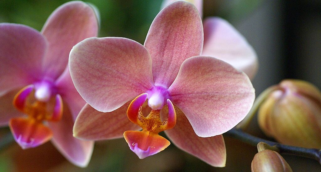 Как создать уют для орхидей зимой и вернуть их к цветению