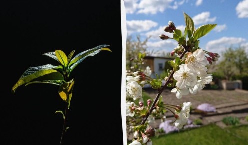 Секреты защиты вашего дома: какие деревья помогут оградить от негативной энергии