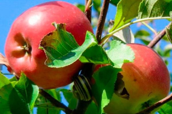 Яблоня Устойчивое: секреты успешного выращивания плодов на вашем участке