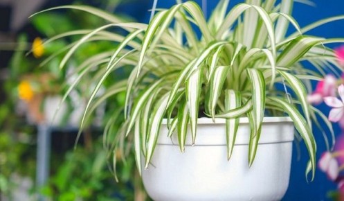 Как растения могут спасти от загрязняющего воздуха: 10 растений для вашего дома