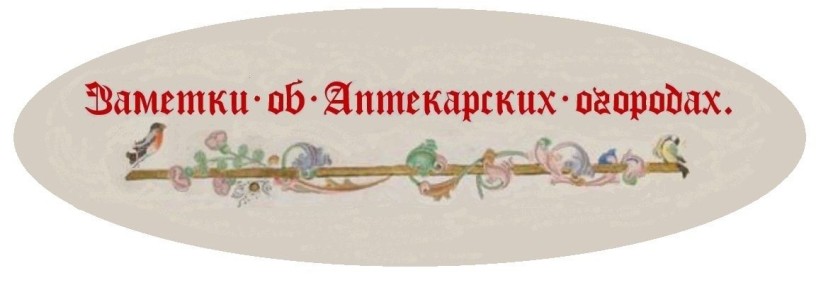 Варенье из ревеня: удивительные сочетания с клубникой, мятой и розами