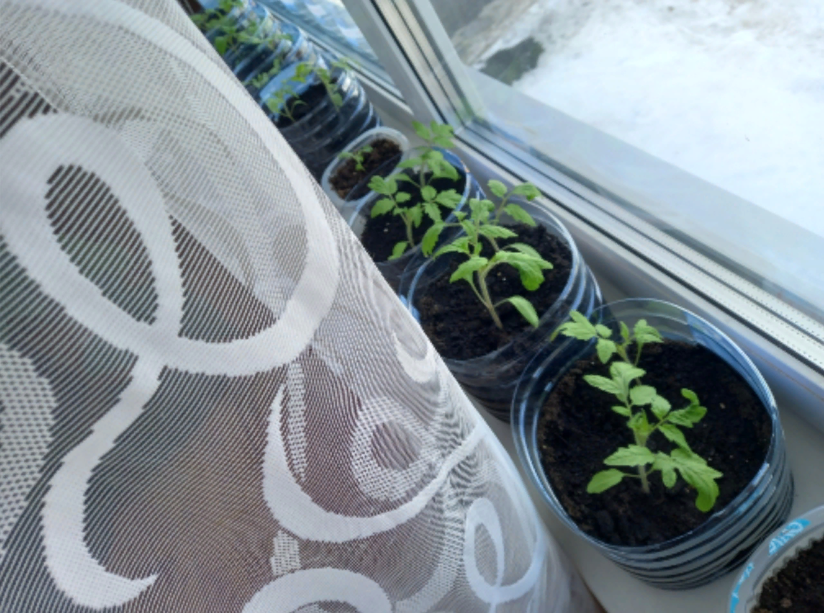 Почему дорогие семена вызывают такую злость у садоводов?