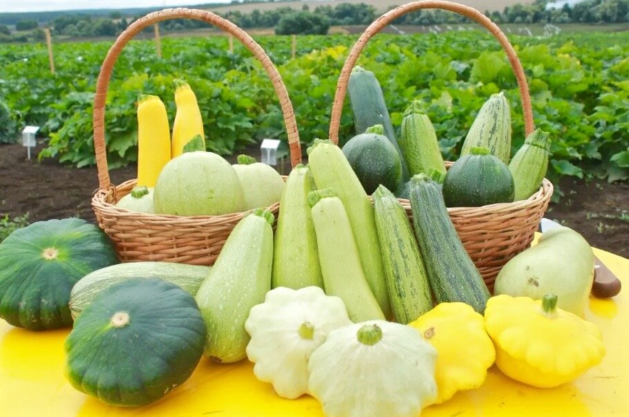 Кабачок: три уникальных рецепта для вашего стола