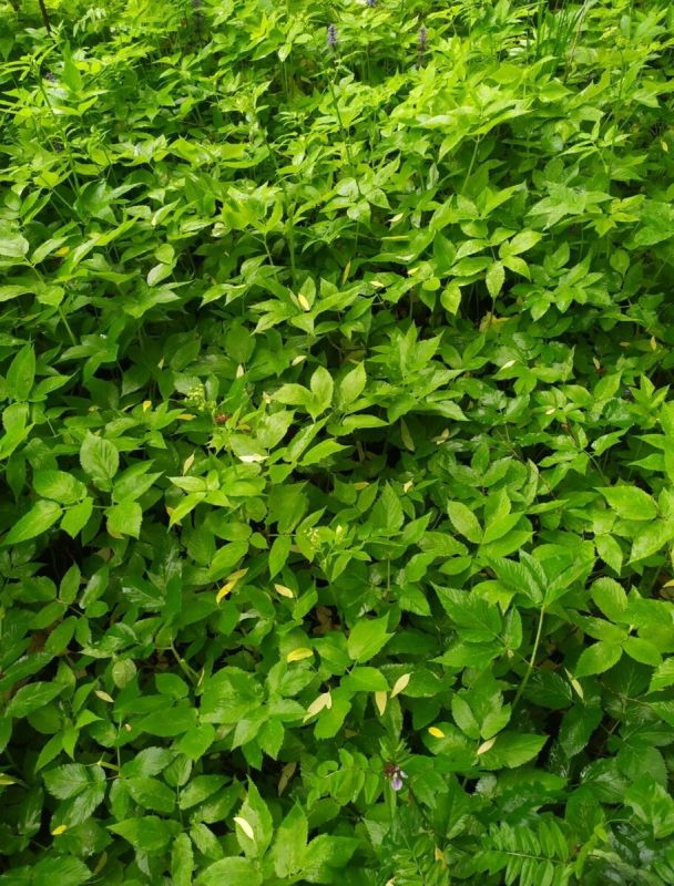 Сныть: забытое сокровище с удивительными свойствами