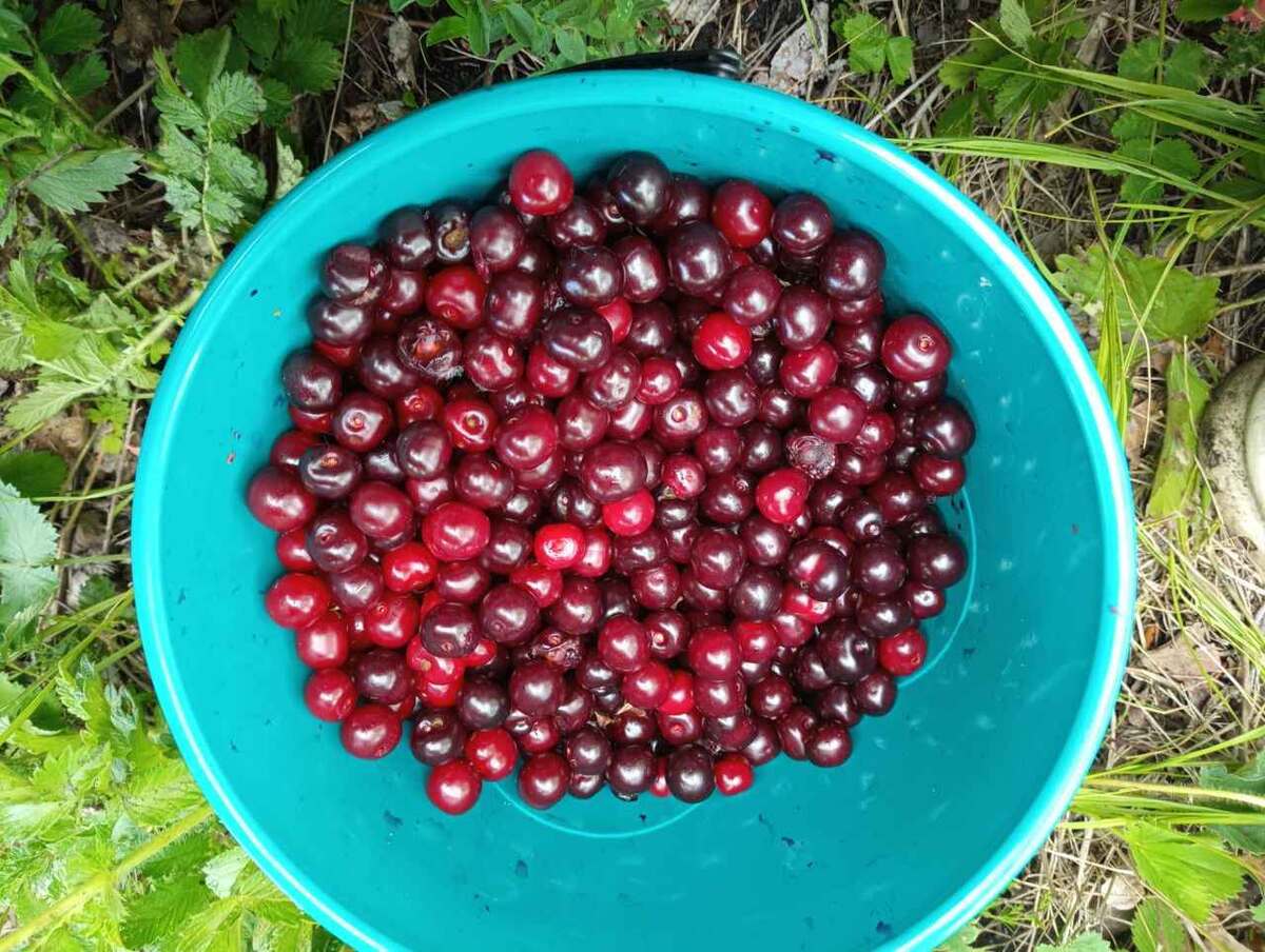 Уникальные способы заготовить вишню: от варенья до джема