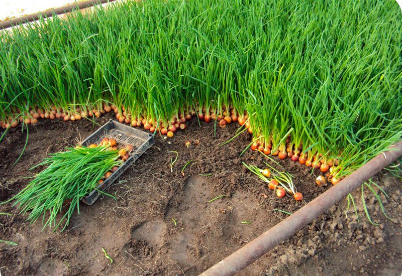 Как увеличить урожай лука вдвое: секреты и рекомендации опытных дачников