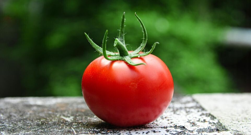 Почему зимние помидоры становятся «пластиковыми»: взгляд эксперта