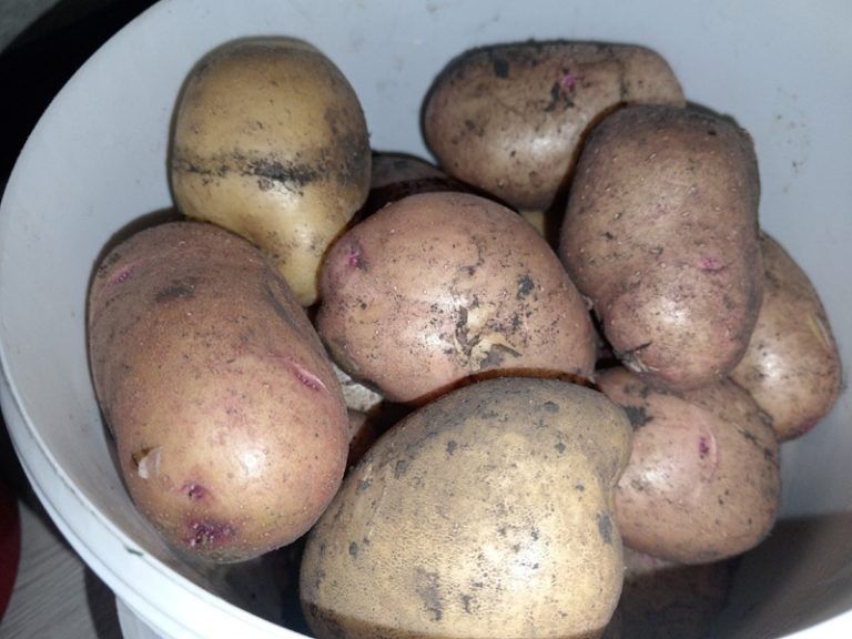 Как выбрать идеальный картофель для песчаных почв: лучшие сорта