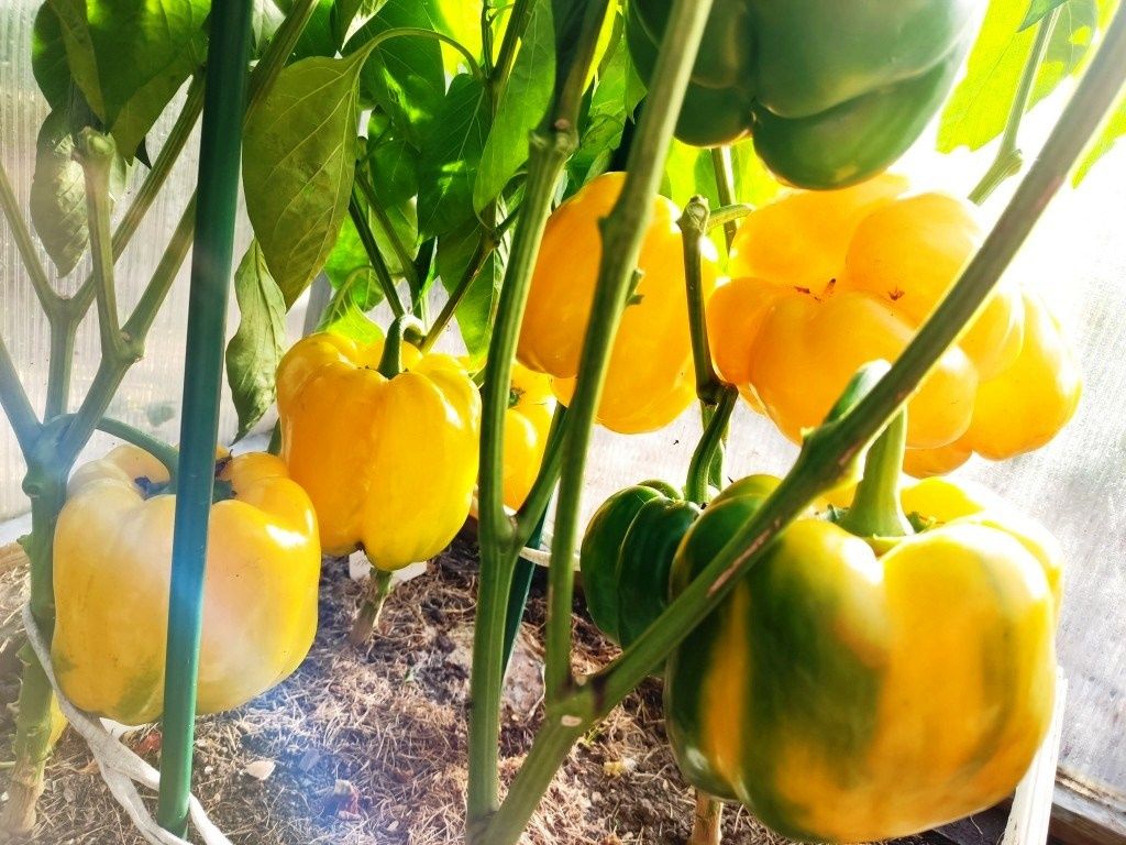 ������� ���������� �����: ������ ����� ��� ������ �������