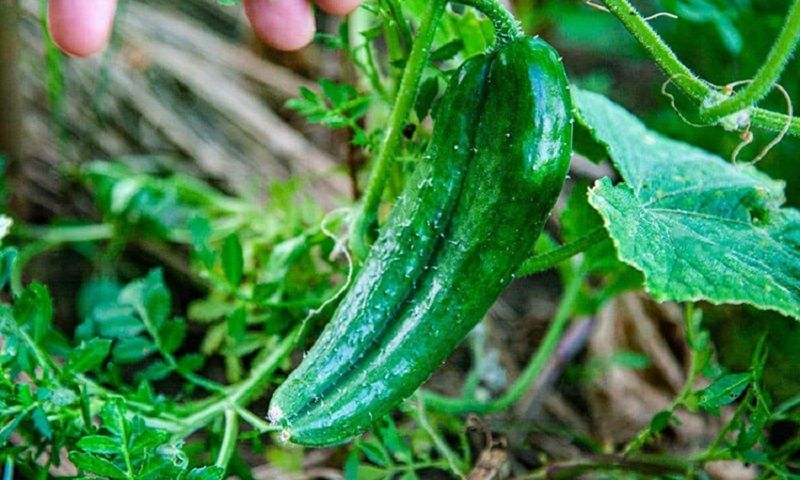 Как добиться сладких и крупных огурцов: советы агронома