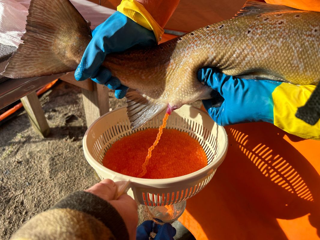 ������ ��� ��������������� �������������� ������ �� �������� �����������