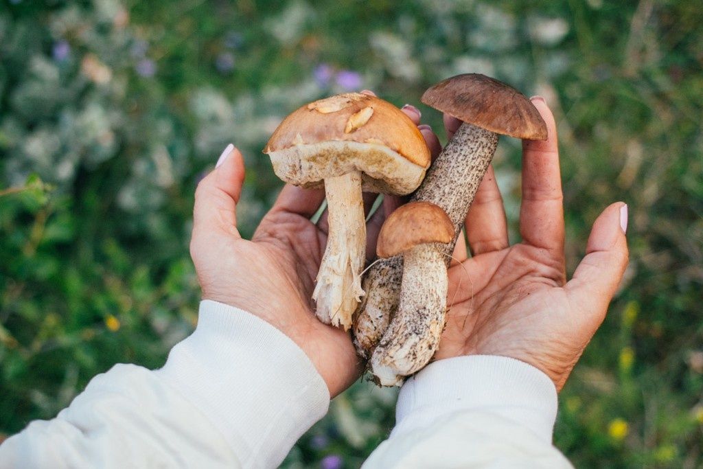 Весна принесет грибной урожай: что ожидать от нового сезона