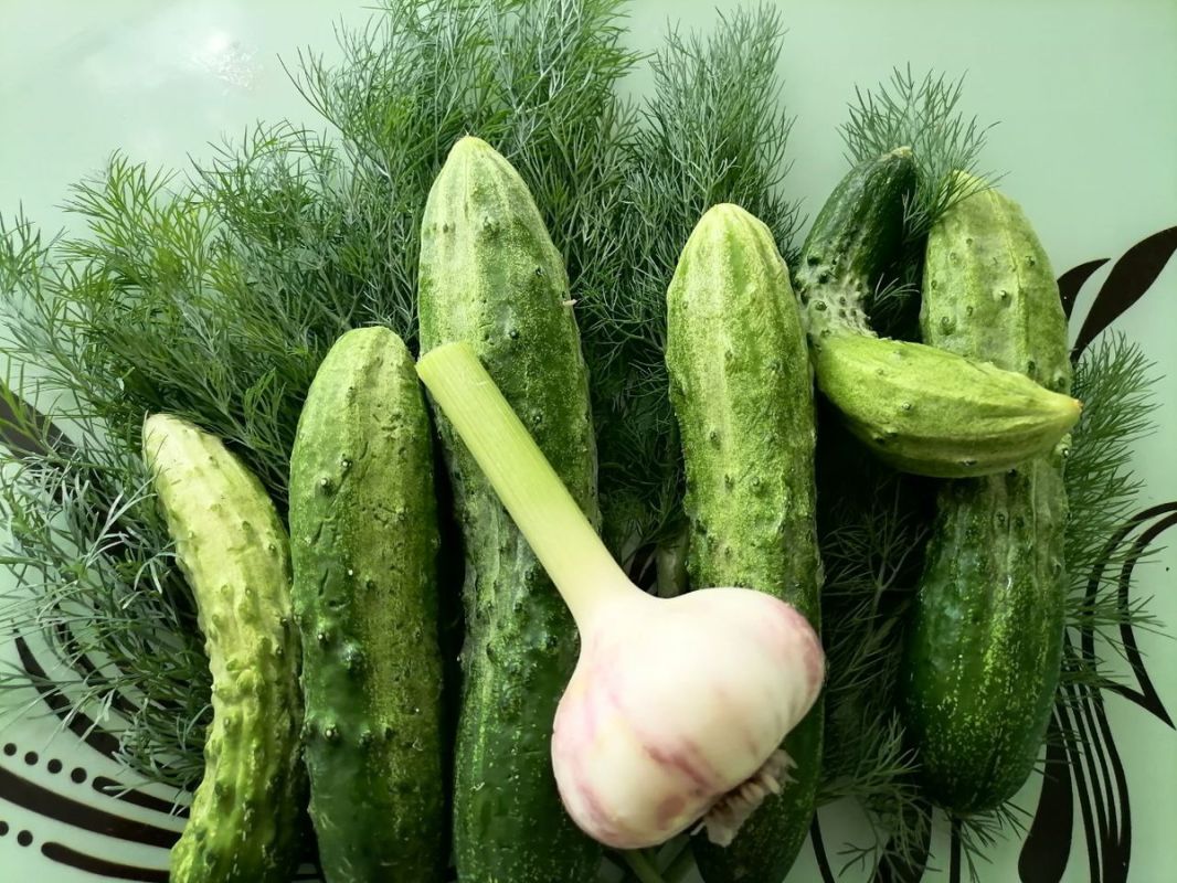 Сочные огурцы, укроп и чеснок: популярные рецепты лета
