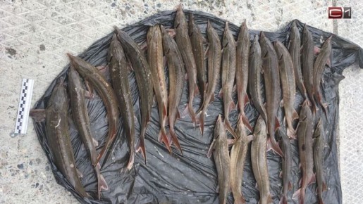 ���������� �� �������: ����� ������ ������ �� ���������� ����� ����