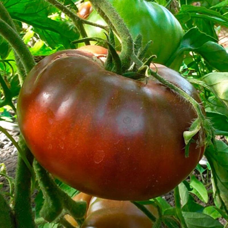 ���� ����� ������� ������ �������, ������� ����� �����������