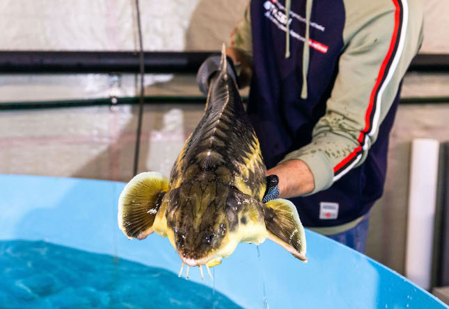 Производство товарной рыбы на Южном Урале уверенно растет
