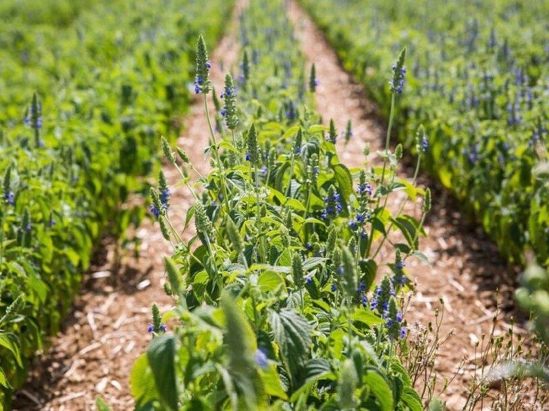 Как чиа может украсить ваш огород: простые шаги к здоровому урожаю