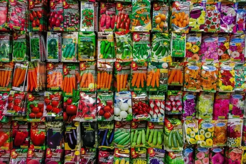 Гибридные или сортовые семена: какой выбор сделает ваш урожай удачным?