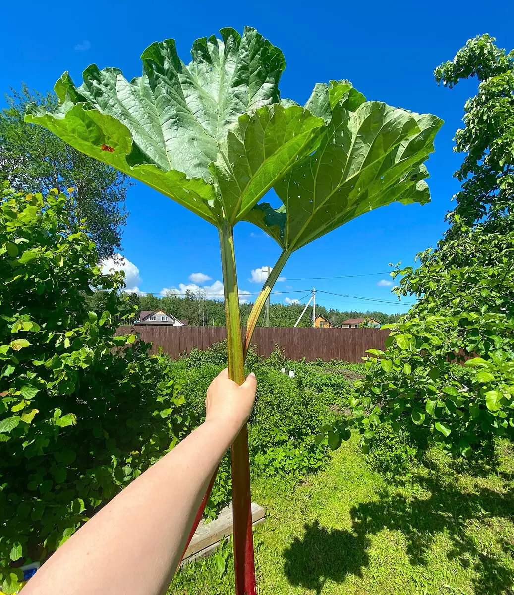 Необычные голубцы из ревеня: как использовать сезонный продукт с максимальной пользой