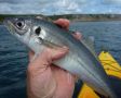 ������������� �������� (Trachurus trachurus Linnaeus, 1758)